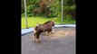Funny Pets Jump On The Jumping Mini Trampoline Compilation
