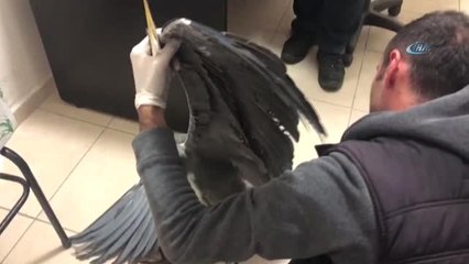 Bitkin Vaziyette Bulunan Gri Balıkçıl Kuşu Tedavi Edildi
