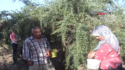 Aydın Kuyucak'ta Gojiberry Yetiştiren Çift, Talebe Yetişemiyor-1