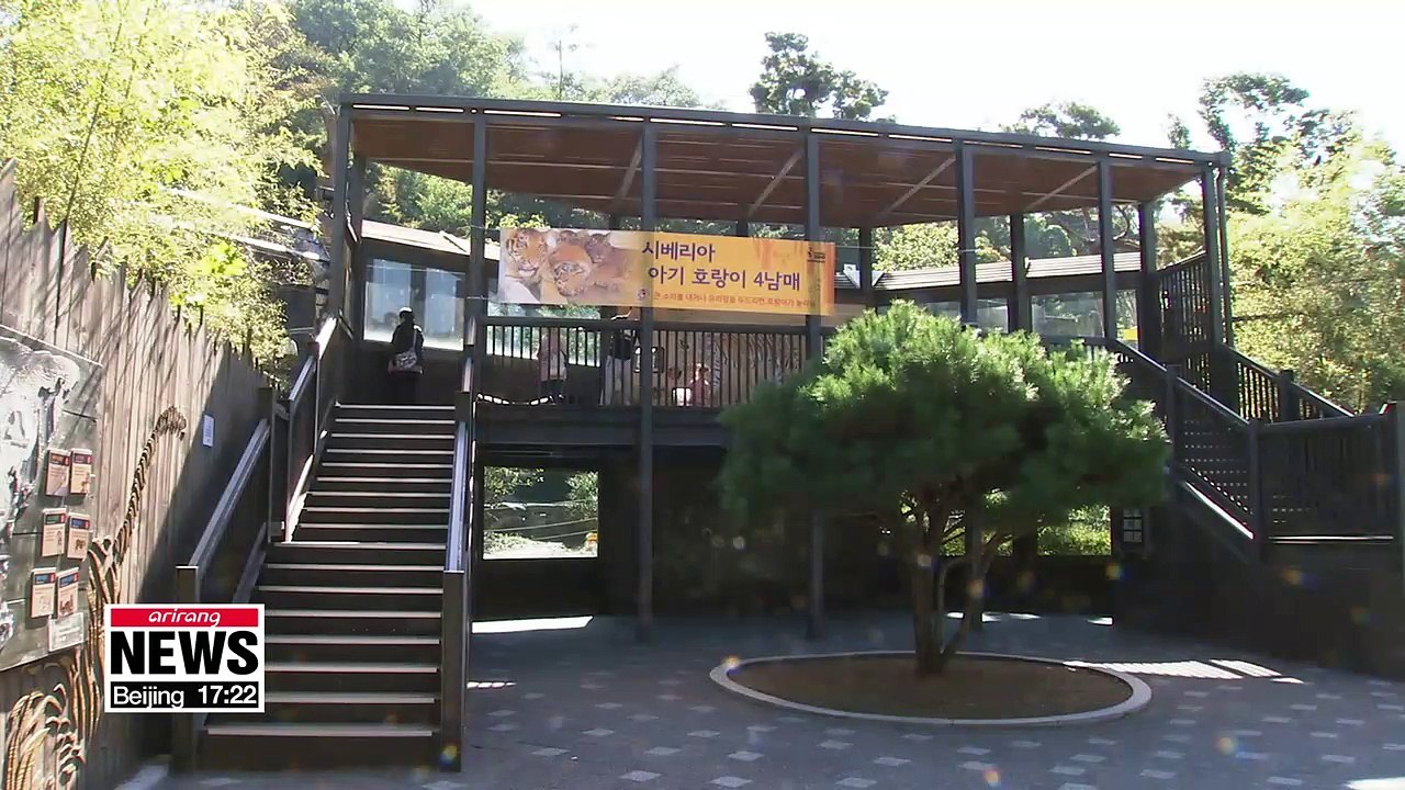 Four baby Siberian tigers unveiled at Seoul Grand Park