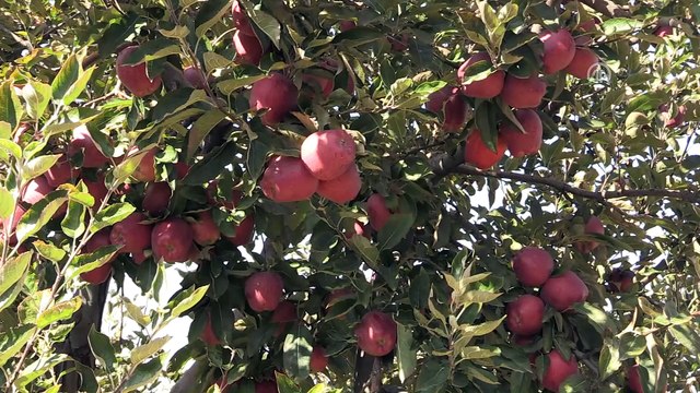 Göksun elması, Avurpa ve Ortadoğu pazarında - KAHRAMANMARAŞ