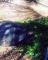 Cure your Monday blues with a visit to our giant tortoises (or at least watch this hilarious video of Giant Johny felling a little camera-shy).Video by  rin_f