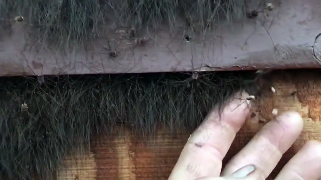 Il trouve des centaines d'araignées