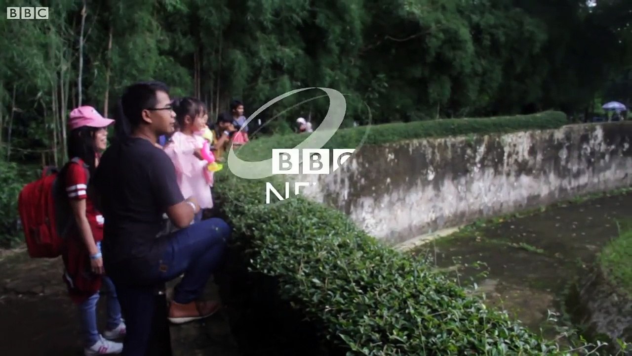 Indonesian orangutan smokes a cigarette thrown by zoo visitor - BBC News