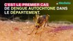 Moustique tigre : un premier cas autochtone de dengue détecté dans l’hérault