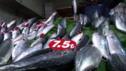 Karadeniz’de palamut bereketi