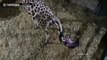 Rare moment captured on CCTV as Giraffe gives birth