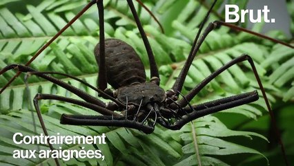 Vous êtes arachnophobe ? Attendez de voir la phryne, cousine du scorpion et de l'araignée (rassurez-vous, elle est inoffensive)