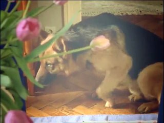 Rex, chien flic S04E03 FRENCH