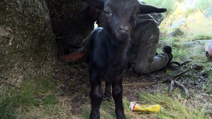 رؤوس الماعز عنصر فاعل في خطة لمكافحة حرائق الغابات في البرتغال