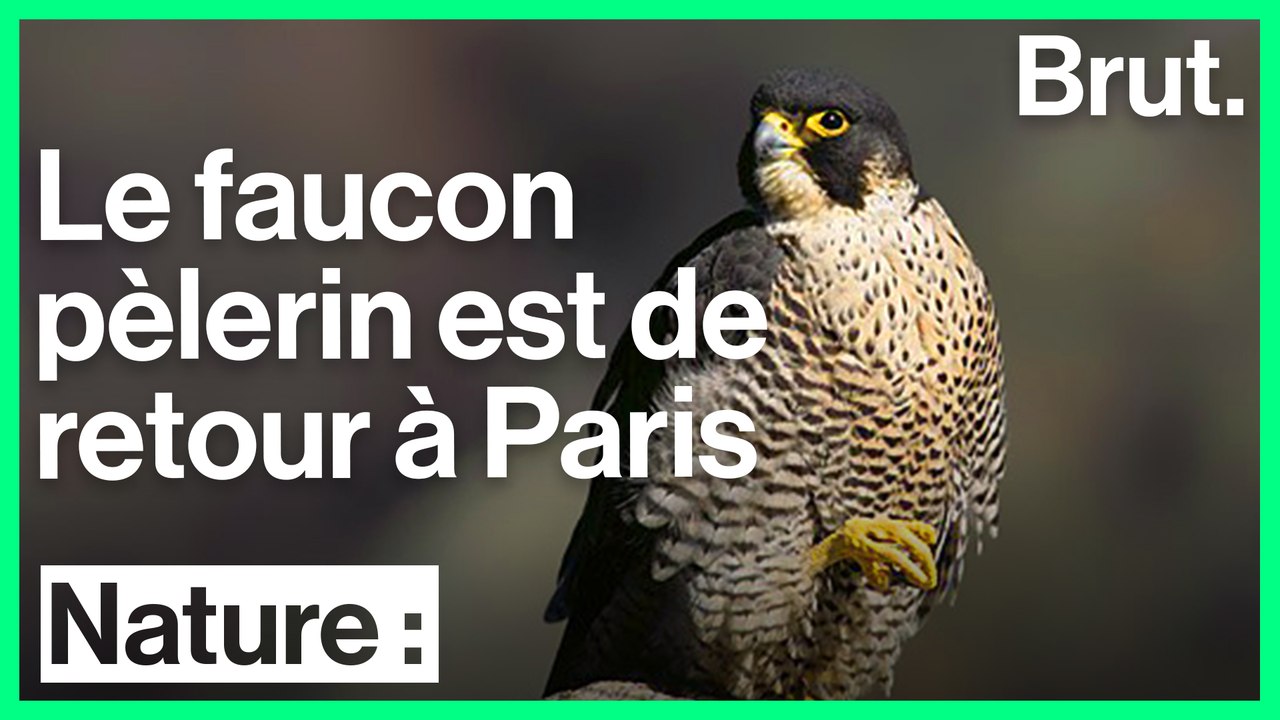 Retour du faucon pèlerin en Île-de-France