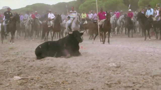 Fêtes en Espagne : la cruauté avec les animaux : taureau, oies, canards...