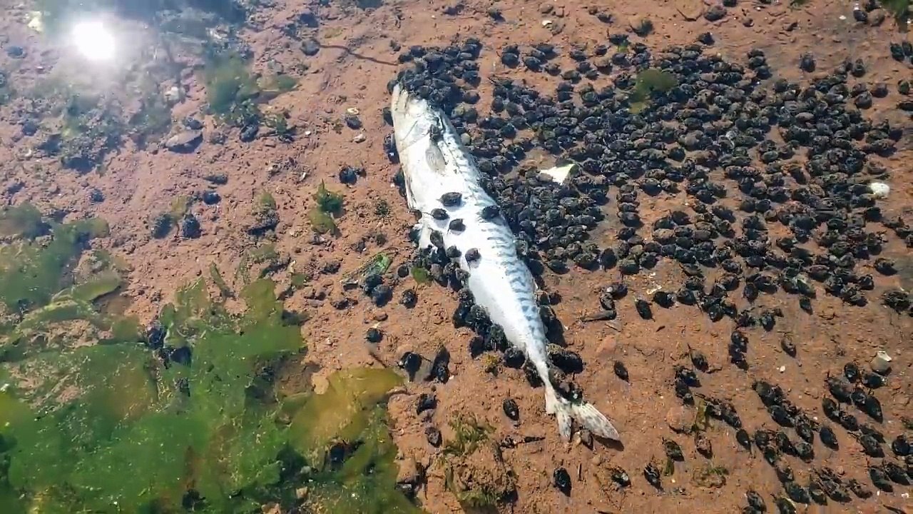 Ce poisson est dévoré en quelques minutes par des mini escargots