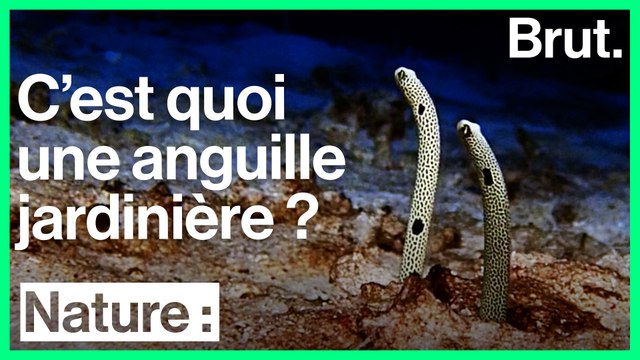 Les anguilles jardinières vivent enfoncées dans le sable