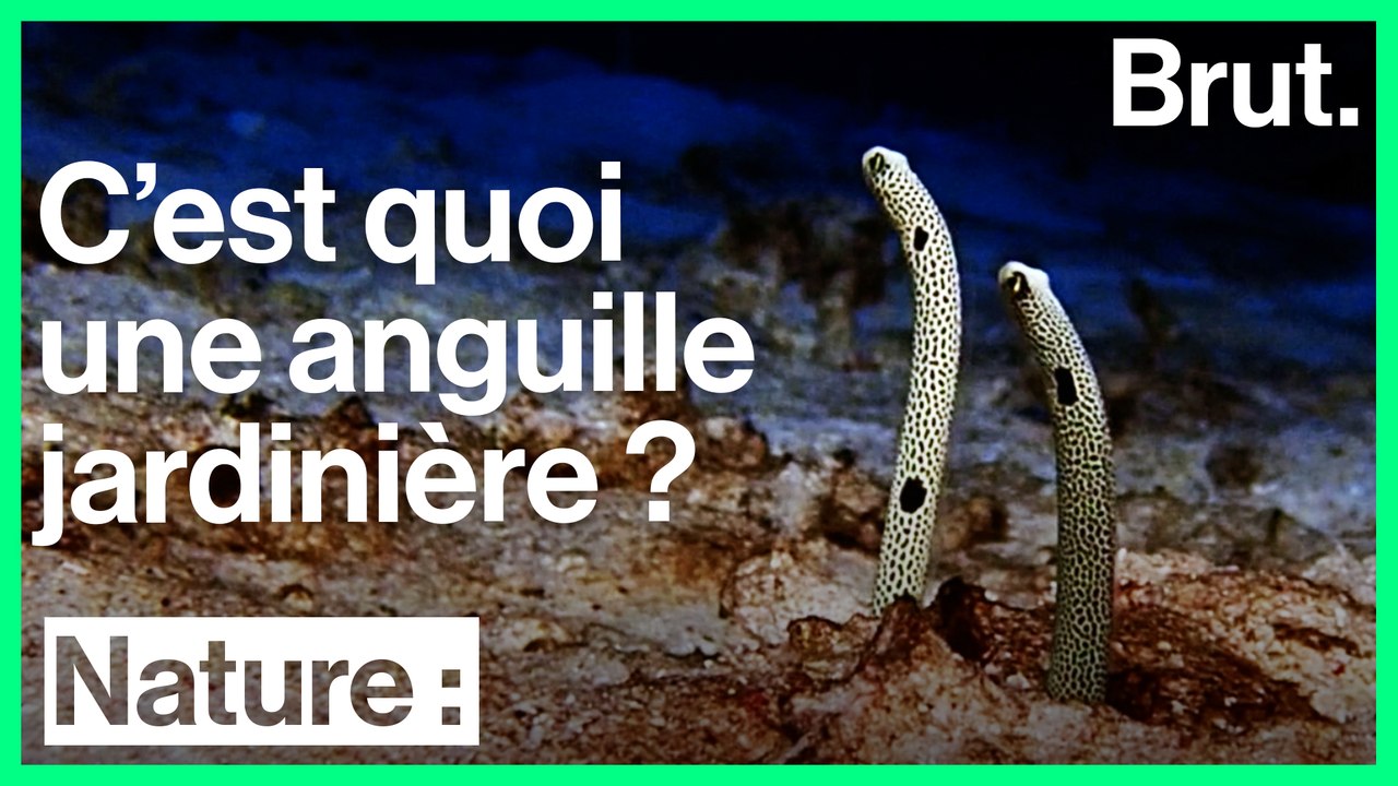 Les anguilles jardinières vivent enfoncées dans le sable