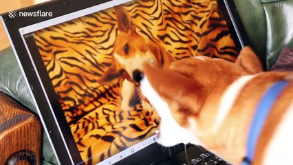 Confused dog battles himself on a laptop screen