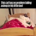 This Adorable Cat Has His Own Little Bed