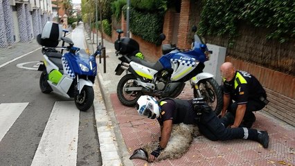 Un emú muere en Barcelona perseguido por la policía