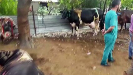 Besihanede çıkan yangında 1 büyükbaş hayvan telef oldu