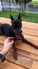 Peyton Royce - Peyton's Instagram Stories October 10th 2018