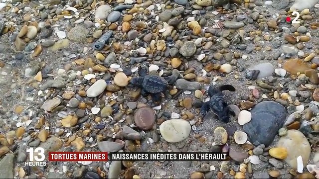 Hérault naissance inédite de tortues marines