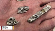 Scientists Study Smallest-Known Tylosaurus Fossil