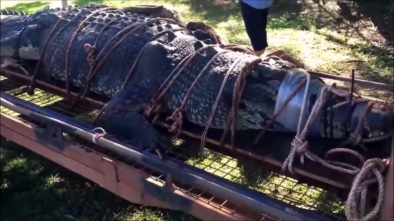 Ils capturent un alligator immense en floride... Belle bête