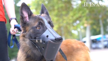 Perros para las víctimas de violencia de género