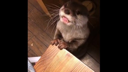Cette loutre s'appelle Boo !
