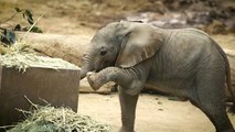 شاهد: صغيرا فيل يمرحان في حديقة حيوان سان دييغو