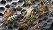 Paper wasps in their nest
