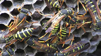 Paper wasps in their nest