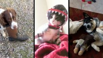 Pets Stealing Boots, Wearing Costumes, And Being Cute