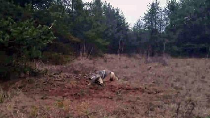 Il se balade avec ses enfants et découvre un loup coincé dans un piège dans la forêt