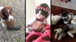 Pets Stealing Boots, Wearing Costumes, And Being Cute