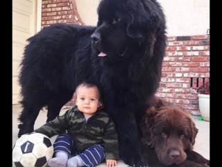 giant newfoundland dog