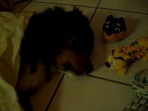 petit bébé bouvier bernois