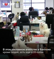 Посмотрите на этих милашек! В тайском офисе теперь можно приводить на работу собак.