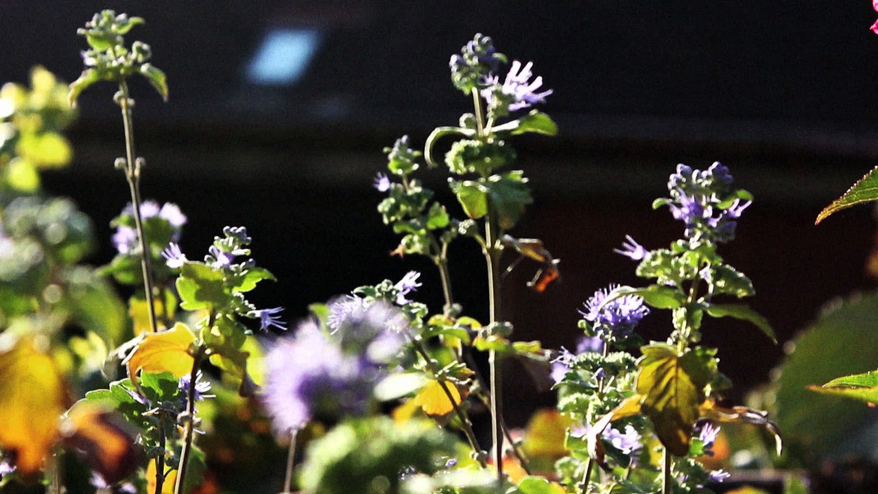 Gärung - Aus Liebe zum Wein Folge 01 /Ganzer Film/Complete Movie/Full Film