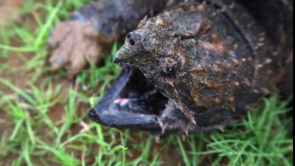 Alligator Snapping Turtle up close