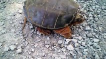 Snapping Turtle Attacks