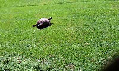 Turtle Chases Man Mowing The Lawn