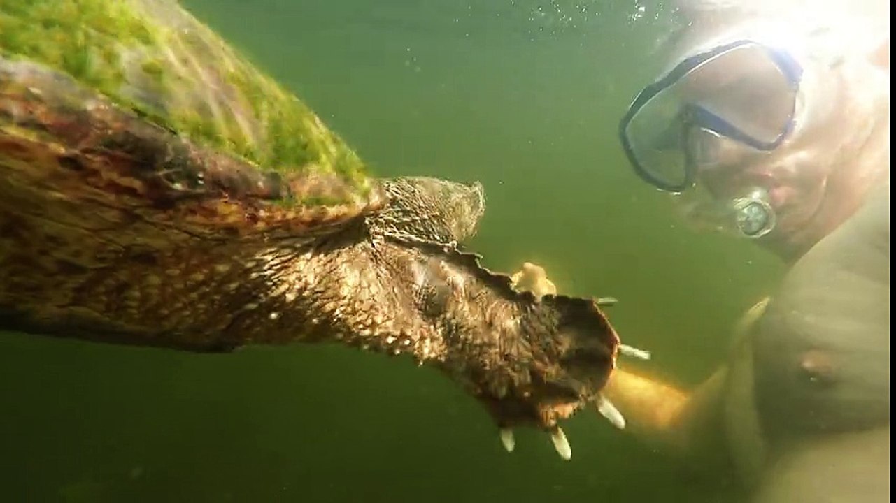 Wild snapping turtle extremely curious of human