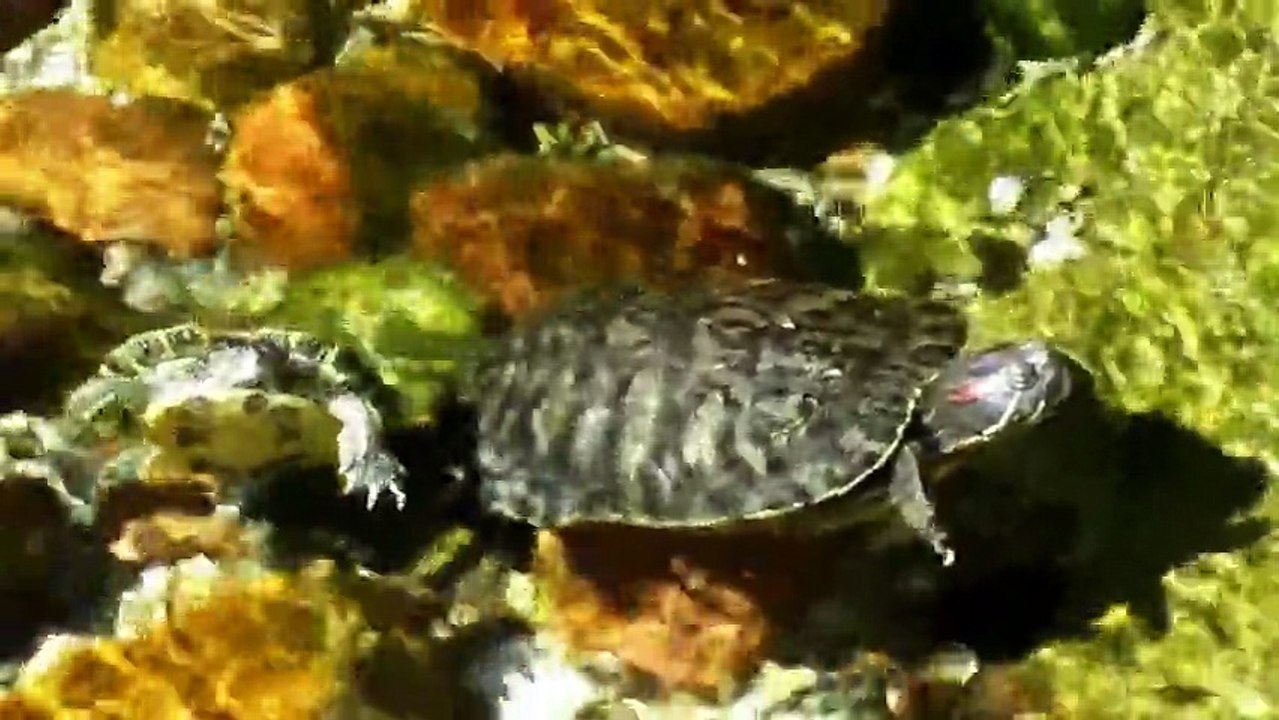 Turtle Soup For The Soul