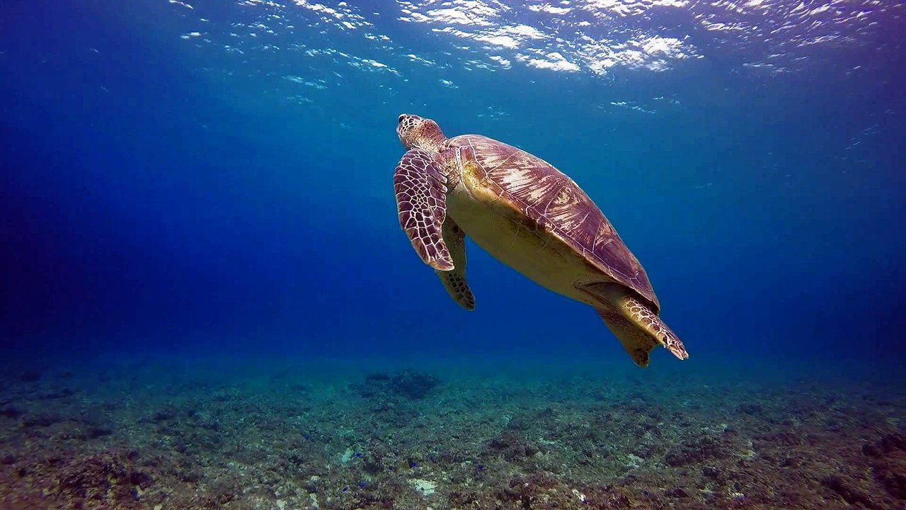 the tortoise