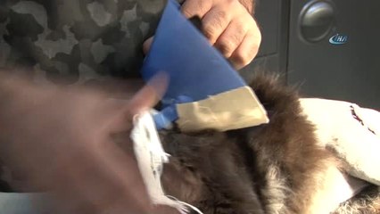 Ayakları Parçalanan Kedi Tedavi Edildi