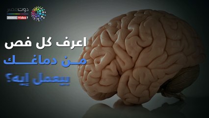 فيديو معلوماتى.. اعرف كل فص من دماغك بيعمل إيه؟