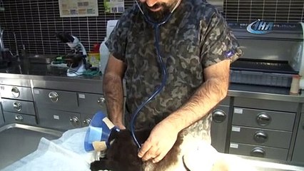 Ayakları parçalanan kedi ölümden kurtarıldı