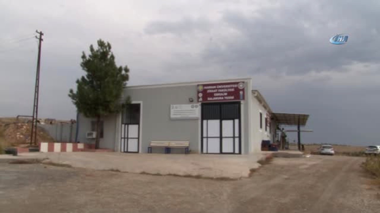 Harran Üniversitesi Bölgenin Zeytinyağı İhtiyacını Karşılıyor