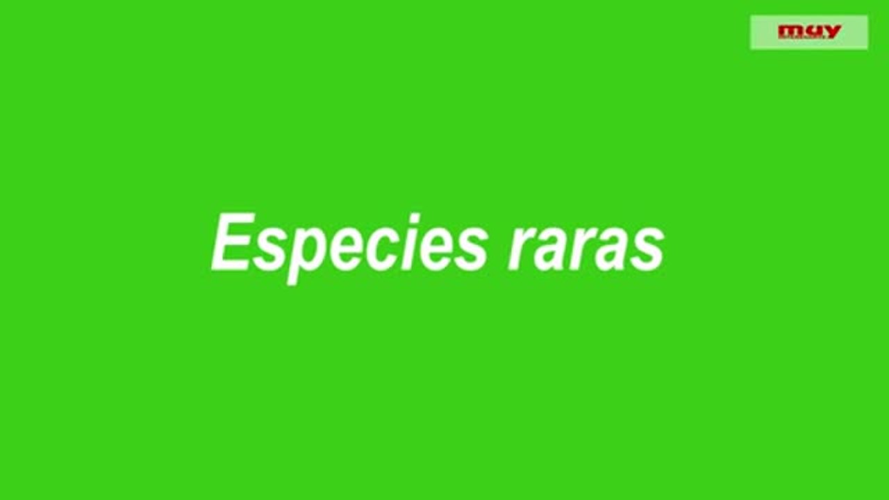 Especies raras